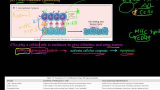 82P TCellMediated Cytotoxicity TCellMediated Type IV Hypersensitivity [upl. by Wexler950]