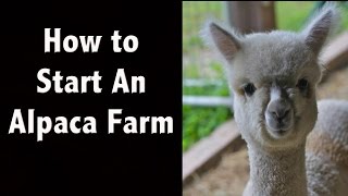 How to Start an Alpaca Farm  Greenfield  New Hampshire Tourism [upl. by Karab]