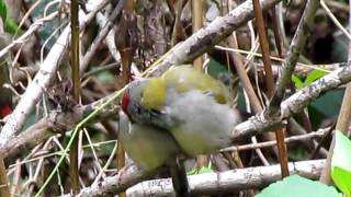 Redbrowed finch or Firetail [upl. by Nosredneh]