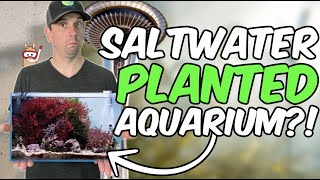 How To Build A Nano Saltwater Planted Tank  Macroalgae Tour wTigaBoyH20 [upl. by Arno]