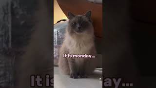 My cat doesn’t like Mondays shorts [upl. by Hallimaj]