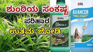 ಶುಂಠಿ ಬೆಳೆ  ವಾತಾವರಣದಲ್ಲಿ ಬದಲಾವಣೆ  ಪರಿಹಾರ ಕ್ರಮ  UPL GAINEXA  AVANCER GLOW [upl. by Ztirf25]