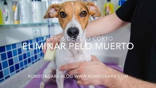 Cómo peinar a un perro de pelo corto eliminar pelo muerto TRUCO MUY BARATO [upl. by Niaz950]