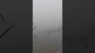 Braila Lake  Braila jheel biharlake bihar village [upl. by Griffie347]