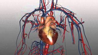 The Heart and Major Vessels  PART 1  Anatomy Tutorial [upl. by Aifoz]