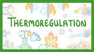 GCSE Biology  How We Control Our Body Temperature 55 [upl. by Fong53]