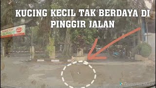 Maung  Anak Kucing Yang Terkulai Di Pinggir Jalan [upl. by Croydon497]