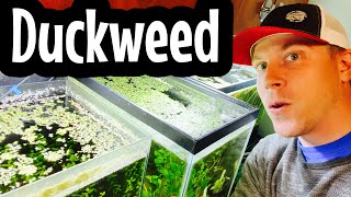 How to Grow Duckweed  Good vs Bad [upl. by Mailand]