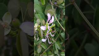 בוהיניה יונאן פורחת Bauhinia yunnanensis blooming [upl. by Hunter]