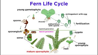 Reproduction types parthinocarpy and seed dormancy alternation of generation in plants [upl. by Landmeier]