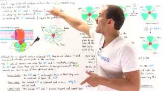 Mechanism of ATP Synthase [upl. by Ilram901]