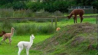 Baby Alpacas Playing at The Alpaca Park [upl. by Nekcerb]