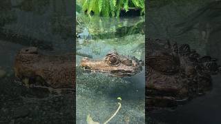 Amazing facts about the Cuvier’s Dwarf caiman reptile love viral video vlog [upl. by Sara]