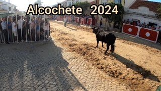 Largadas de Touros Alcochete 2024 [upl. by Amsed848]