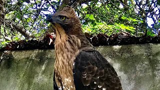 Most dangerous hunting birds  Prey of birds [upl. by Rollecnahc421]