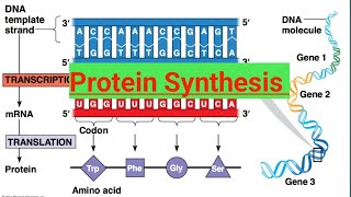 Protein Synthesis12 BiologyMolecular Basis of Inheritance [upl. by Gordon350]