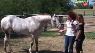 Il cavallo appaloosa  quotAmici animali  la tv a 4 zampequot a cura di Rose Ricaldi [upl. by Airamanna511]