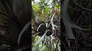 Staghorn fern Platycerium bifurcatum in its native habitat Iluka Bluff NSW [upl. by Dillie397]