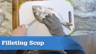 How To Fillet Scup Porgies [upl. by Layton]