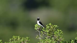 Eastern Blackeared Wheatear in Athens GreeceBirdTours [upl. by Yllek952]