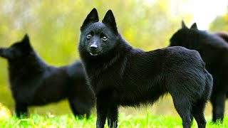 Schipperke  Ultimate Breed Facts You Need To Know [upl. by Ordway]