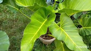 Philodendron giganteum [upl. by Honna]