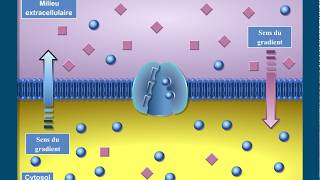 Que sont les transports membranaires [upl. by Rednaxela]