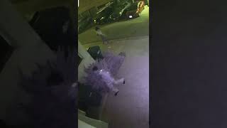 Mail Theft Caught Red Handed on Camera Watch Now [upl. by Aliak]