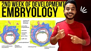 second week of development embryology  general embryology bilaminar germ disc formation [upl. by Tillinger]