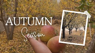 Autumn Season In Orchards 🍂  Our Farm [upl. by Chaddy]