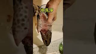 家常小菜清蒸老虎斑薑葱蒸老虎斑Steamed Tiger Groupersteam fish grouper steamed grouper [upl. by Eninahs]