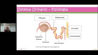 Sistema Urinário Sistema Endócrino e Sistema Nervoso órgãos funções e patologias [upl. by Aratak]