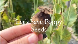 🌿 Poppy Seed Saving Tips Wait until the seed pods turn brown and dry on the plant short shorts [upl. by Walli]