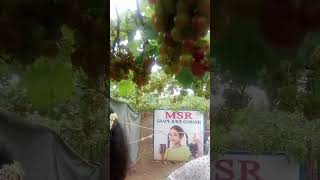 Grape garden Abel Shreya shorts Ami je tomar shorts [upl. by Batty278]