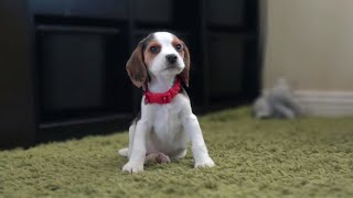 Cute beagle puppy from 8 weeks to 3 months [upl. by Drofyar]