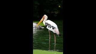 Jabiru Stork  shorts animals wildlife nature [upl. by Notnert]