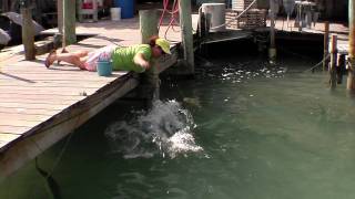 Feed the Tarpon at Robbies in Islamorada [upl. by Sherr237]