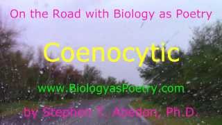 Coenocytic  On the Road with Biology as Poetry [upl. by Nahtaoj154]