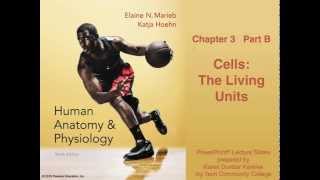 Chapter 3 Part B Cells Anatomy amp Physiology Lecture [upl. by Otha775]