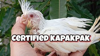 MAGING CERTIFIED KAPAKPAK [upl. by Bevin456]