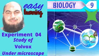 9th Biology Practical study of Volvox under microscope [upl. by Maxwell]