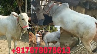 SANIAL BHAI R BARI TE GELAM AJKE  TRENDING BEAUTIFUL COWS SALE VIRAL [upl. by Shirlee]