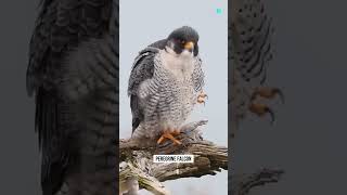 sky death 😱 amazingfacts birds factsinhindi interestingfacts knowledge new trending dastan [upl. by Hacissej]