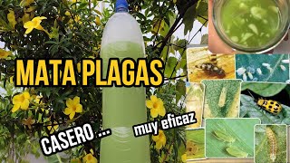 MATA todas las PLAGAS de tus plantas con el INSECTICIDA CASERO más eficaz pulgón mosca blanca ymas [upl. by Adamek830]