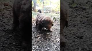 Bulgarian shepherd dog 🇧🇬💯🇧🇬 [upl. by Drofdarb]