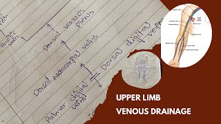 Venous drainage of upper limb  Basilic vein amp Cephalic vein  Anatomy  UrduHindi [upl. by Nawed684]