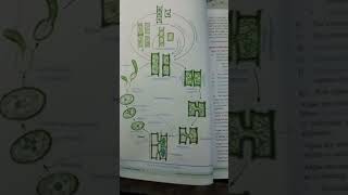 Class 11 Biology Book Most important question to asked in exam Life cycle of spirogyra [upl. by Yklam]