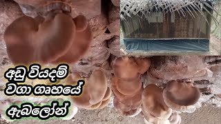 ABALONE MUSHROOM  ABALONE MUSHROOM CULTIVATION AT LOW COST MUSHROOM HOME [upl. by Glanville]