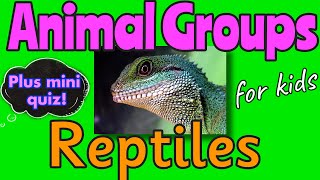 Animal Groups  REPTILES 🦎 for Kids by Miss Ellis reptiles animalclassification [upl. by Nwahsel]