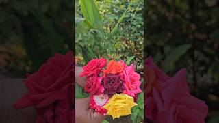 Roses harvesting in my garden roses mygarden gardening harvesting shortvideo ytshorts [upl. by Delle]